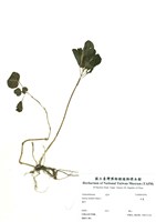 藏品(洋莧(酒丹參))的圖片